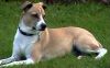Filename=flocke.jpg
Filesize=26KB
Dimensions=325x204
Date added=Sep 24, 2006 flocke.jpg