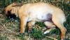 Filename=amuehl_amber.jpg
Filesize=48KB
Dimensions=375x221
Date added=Sep 24, 2006 amuehl_amber.jpg