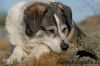 Filename=Alf4.jpg
Filesize=736KB
Dimensions=1543x1030
Date added=Feb 25, 2008 Alf4.jpg