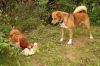 Filename=Alfred(2).jpg
Filesize=181KB
Dimensions=800x533
Date added=Oct 29, 2017 Alfred(2).jpg