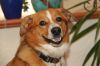 Filename=Alfred(3).jpg
Filesize=75KB
Dimensions=800x533
Date added=Oct 29, 2017 Alfred(3).jpg