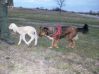 Filename=Alisha_Lamm.jpg
Filesize=56KB
Dimensions=448x336
Date added=Mar 15, 2009 Alisha_Lamm.jpg