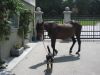 Filename=Arri_Keltoi_Noreia_1.JPG
Filesize=63KB
Dimensions=640x480
Date added=Jul 26, 2017 Arri_Keltoi_Noreia_1.JPG