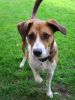 Filename=BIHE_Laika(4).jpeg
Filesize=113KB
Dimensions=480x640
Date added=Feb 01, 2015 BIHE_Laika(4).jpeg