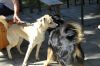 Filename=Ben und Aragon vom Joklas Michl.jpg
Filesize=309KB
Dimensions=800x534
Date added=Feb 15, 2015 Ben und Aragon vom Joklas Michl.jpg