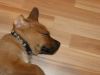 Filename=Falco 10 Wo 2.jpg
Filesize=136KB
Dimensions=1280x960
Date added=Dec 27, 2015 Falco 10 Wo 2.jpg