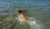 Filename=Flori_und_Bionda_im_Meer_in_Kroatien_2016.jpg
Filesize=348KB
Dimensions=1024x613
Date added=Mar 01, 2017 Flori_und_Bionda_im_Meer_in_Kroatien_2016.jpg