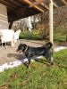 Filename=KAGR_Enzo(3).jpeg
Filesize=858KB
Dimensions=1200x1600
Date added=Nov 26, 2017 KAGR_Enzo(3).jpeg