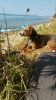 Filename=KROWA_Alfreda(2)_5Monate.jpg
Filesize=80KB
Dimensions=337x600
Date added=Aug 31, 2016 KROWA_Alfreda(2)_5Monate.jpg