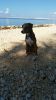 Filename=KROWA_Alfreda_5Monate.jpg
Filesize=68KB
Dimensions=337x600
Date added=Aug 31, 2016 KROWA_Alfreda_5Monate.jpg
