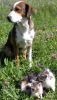 Filename=Katzenwelpen_6_Wo_(18).JPG
Filesize=459KB
Dimensions=1186x2048
Date added=May 23, 2009 Katzenwelpen_6_Wo_(18).JPG