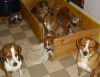 Filename=N u O Wurf.JPG
Filesize=299KB
Dimensions=2048x1582
Date added=May 30, 2014 N u O Wurf.JPG