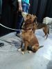 Filename=Ninja-Ellie_und_Alberta_SO.jpg
Filesize=71KB
Dimensions=720x960
Date added=Mar 06, 2017 Ninja-Ellie_und_Alberta_SO.jpg