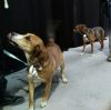 Filename=Ninja-Ellie_und_Alberta_Sonntag.jpg
Filesize=69KB
Dimensions=960x959
Date added=Mar 06, 2017 Ninja-Ellie_und_Alberta_Sonntag.jpg