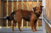 Filename=RAST_Dora.jpg
Filesize=107KB
Dimensions=800x533
Date added=Feb 03, 2015 RAST_Dora.jpg