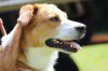 Filename=ROBR_Ferdinand.jpg
Filesize=57KB
Dimensions=800x533
Date added=Jul 03, 2013 ROBR_Ferdinand.jpg