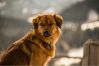 Filename=Rendi(2).jpg
Filesize=115KB
Dimensions=1088x727
Date added=Nov 26, 2017 Rendi(2).jpg