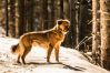 Filename=Schaf_Rendi.jpg
Filesize=213KB
Dimensions=1088x727
Date added=Nov 26, 2017 Schaf_Rendi.jpg
