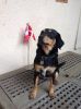 Filename=TRUF_Josephine_4J.jpg
Filesize=26KB
Dimensions=294x395
Date added=Jul 03, 2016 TRUF_Josephine_4J.jpg