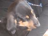 Filename=Welpe von Sandy.jpg
Filesize=66KB
Dimensions=800x600
Date added=Jan 15, 2013 Welpe von Sandy.jpg