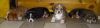 Filename=Welpen 6 wochen (2).JPG
Filesize=134KB
Dimensions=2048x593
Date added=Oct 20, 2011 Welpen 6 wochen (2).JPG