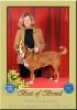 Filename=elli_worlddog_06.jpg
Filesize=34KB
Dimensions=350x495
Date added=Nov 19, 2006 elli_worlddog_06.jpg