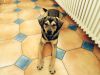 Filename=image1.jpeg
Filesize=672KB
Dimensions=1632x1224
Date added=Feb 03, 2015 image1.jpeg