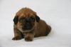 Filename=pup_1.JPG
Filesize=32KB
Dimensions=700x467
Date added=Apr 26, 2010 pup_1.JPG