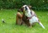 Filename=so_coco_garten_kratzen.jpg
Filesize=96KB
Dimensions=635x442
Date added=Sep 03, 2009 so_coco_garten_kratzen.jpg