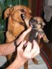Filename=stanzi_welpen3.jpg
Filesize=40KB
Dimensions=360x480
Date added=Oct 09, 2008 stanzi_welpen3.jpg