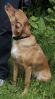 Filename=thurnhofers_hilda-luna_sitz.jpg
Filesize=166KB
Dimensions=640x1146
Date added=Jun 15, 2010 thurnhofers_hilda-luna_sitz.jpg